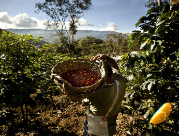 Кофейная плантация в Перу