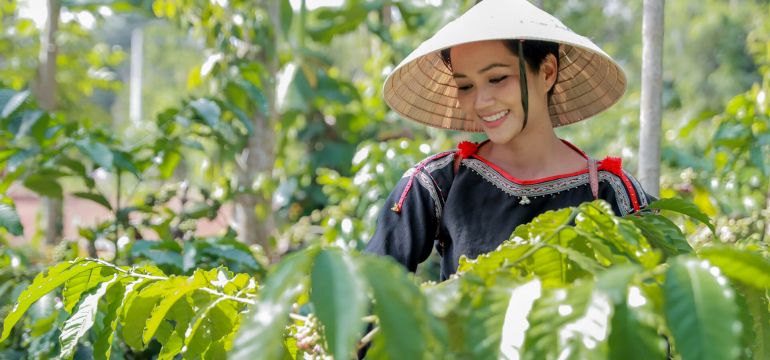 Кофейная плантация в регионе Тай Нгуен во Вьетнаме