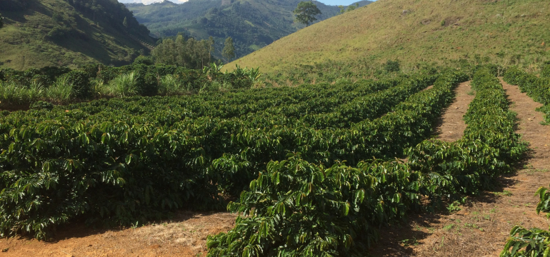 Кофейная плантация в регионе Серрадо, Бразилия